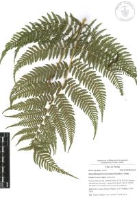 Macrothelypteris torresiana image